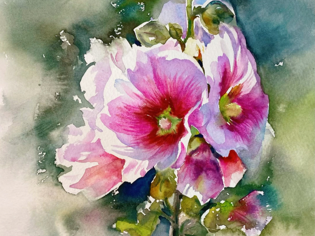 水彩花卉|盛开的蜀葵,和光同舞
