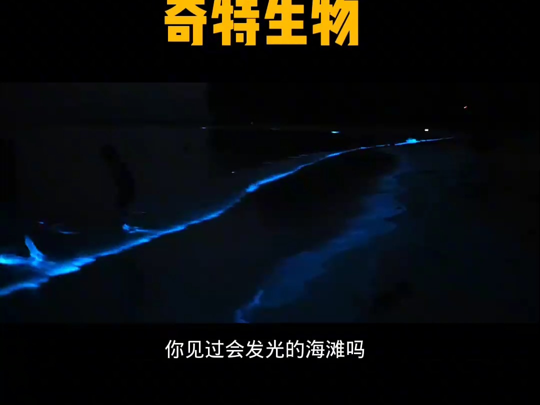 209 荧光海滩,奇特生物#科普 #海洋生物 #荧光海滩 #海洋奇妙之旅