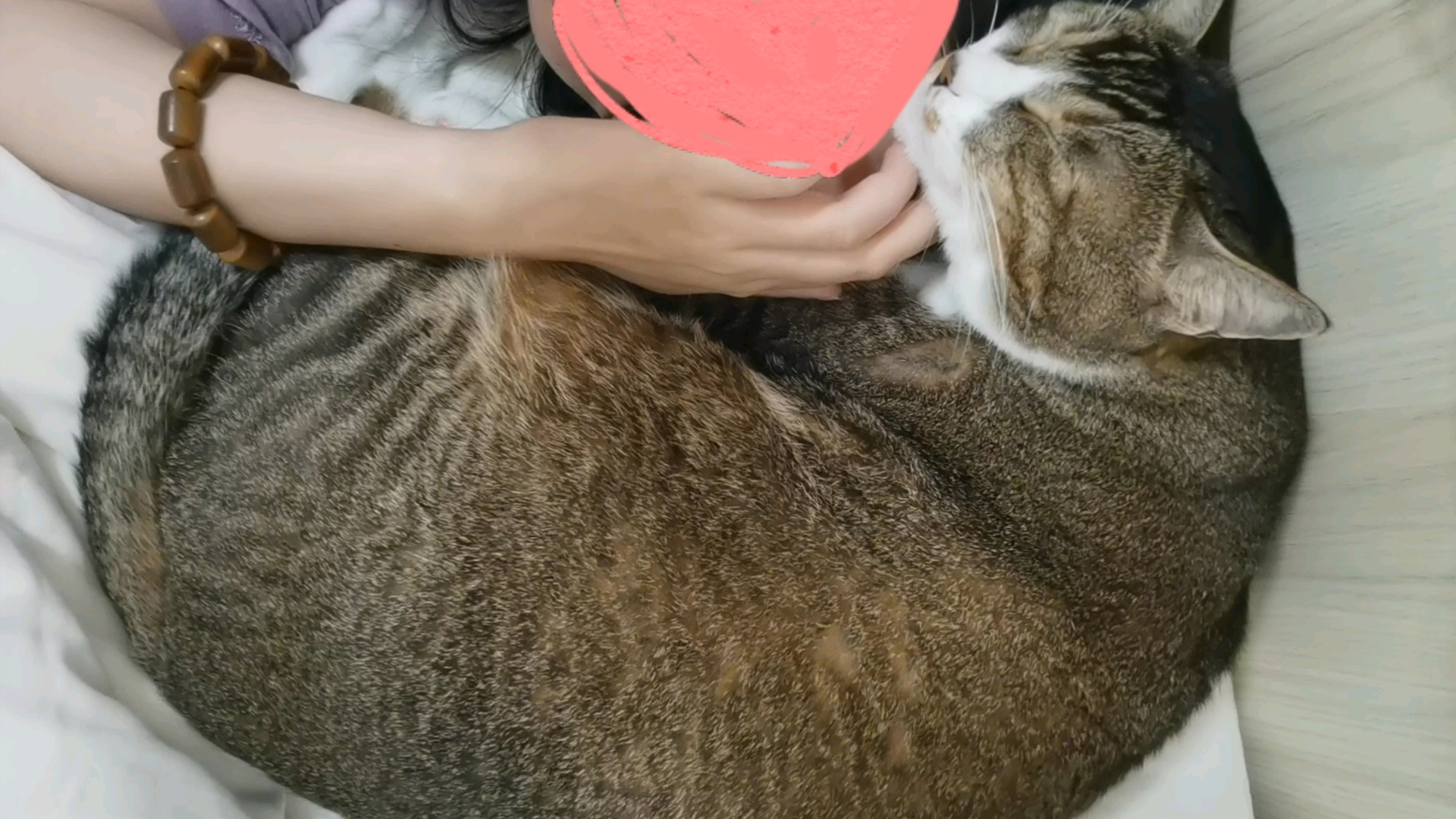 头上盘了一只猫猫虫~哔哩哔哩bilibili