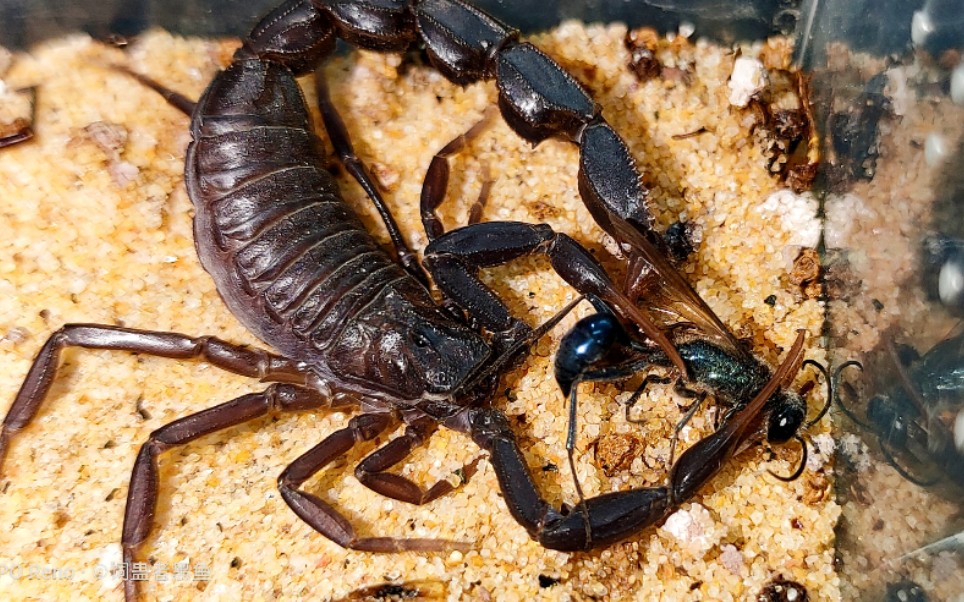 [黑肥尾蝎捕食泥蜂]致命毒蝎捕食杀人蜂_哔哩哔哩 (゜-゜)つロ 干杯