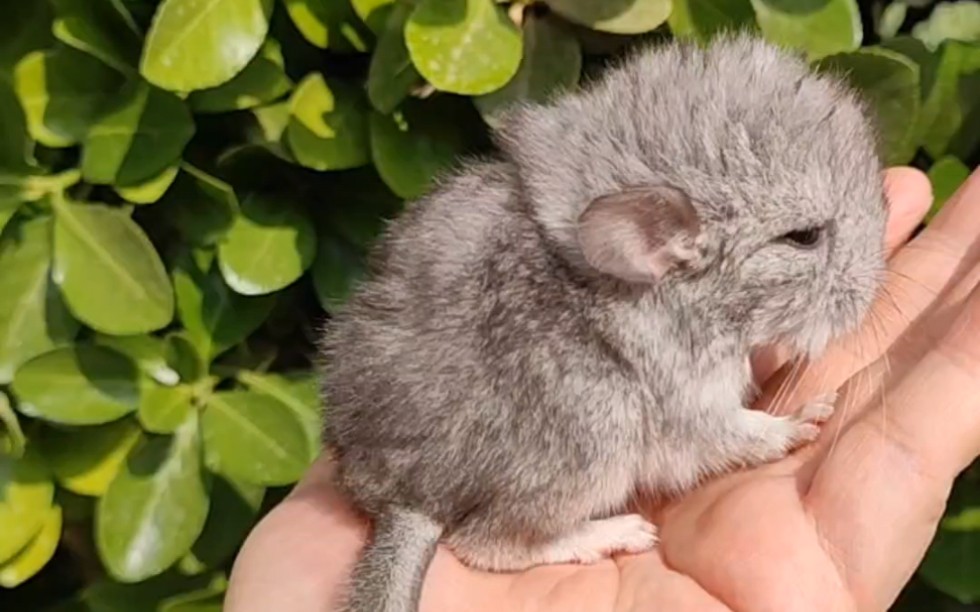 出生四天的龙猫小宝宝见过吗?