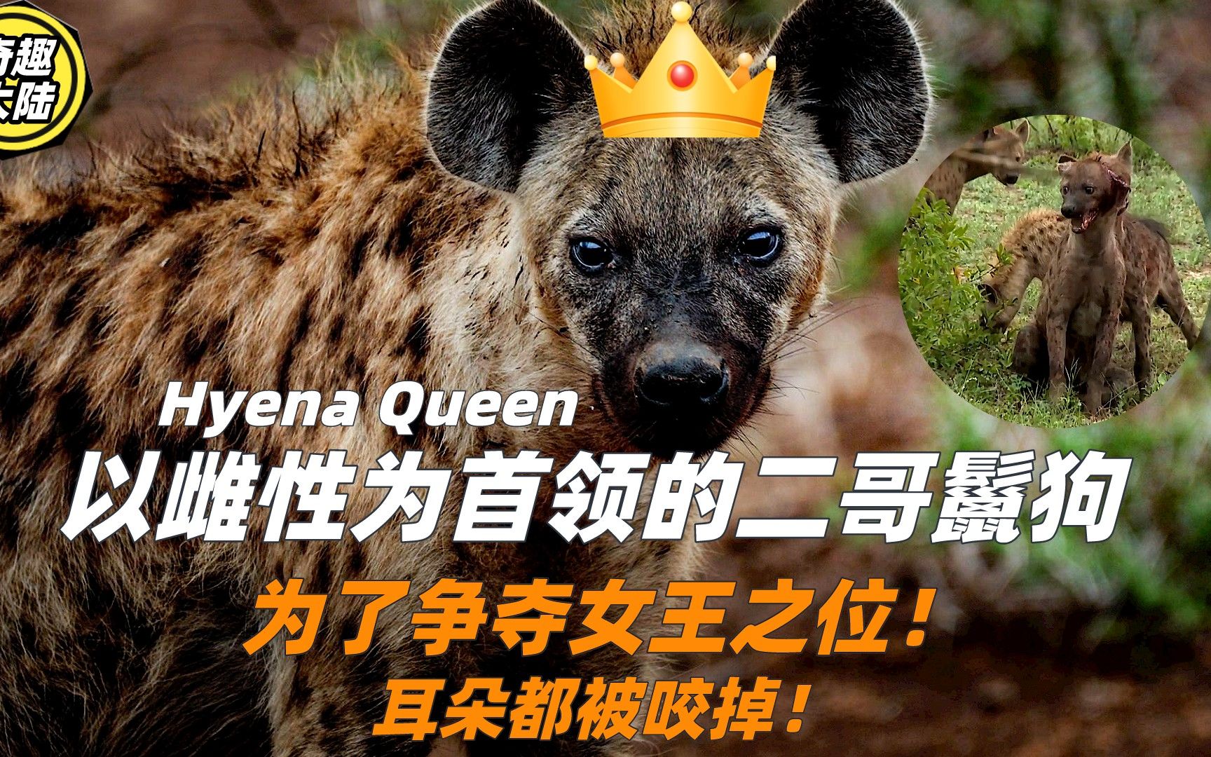 活动  以雌性为首领的鬣狗为争夺女王之位被咬掉了耳朵