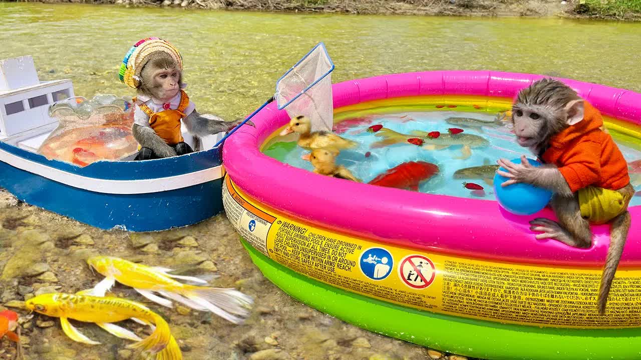 [图]猴宝宝一块儿来钓鱼，泳池里面好好玩