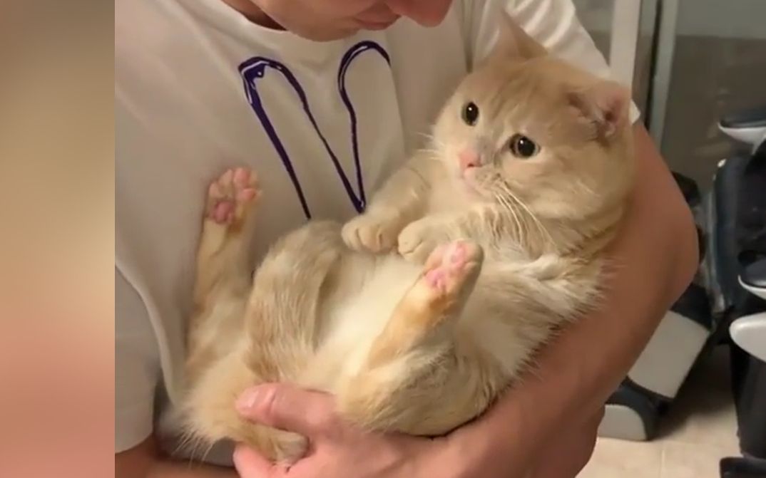 像抱小孩一样把猫抱在怀里会发生什么