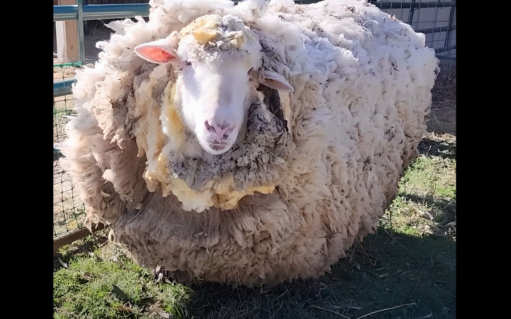 一只八年没剪过毛的羊