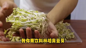 Descargar video: 教你用饮料杯培育豆芽，方法简单易学，几天就能吃到新鲜豆芽