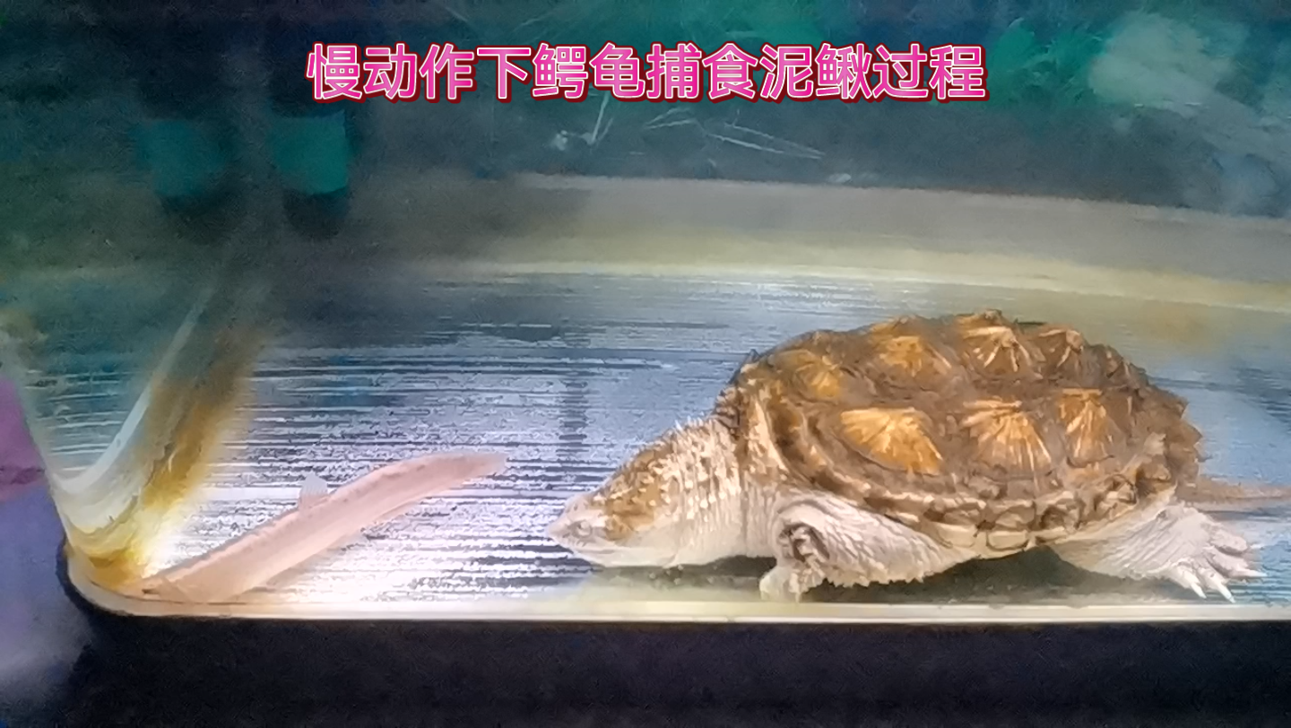 慢动作下鳄龟捕食泥鳅过程喂食鳄龟日常