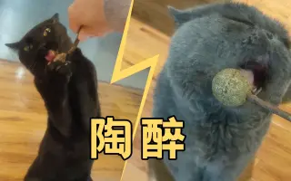 猫大麻 搜索结果 哔哩哔哩弹幕视频网 つロ乾杯 Bilibili