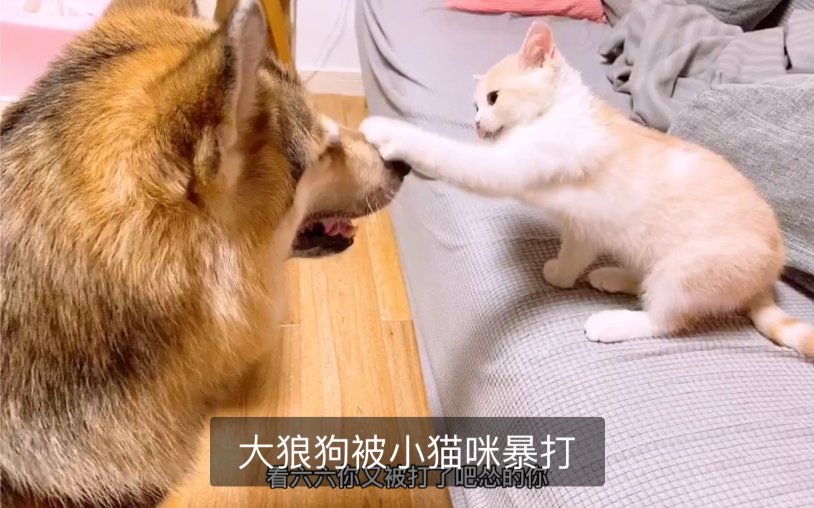 暴打猫咪惨叫 声音图片