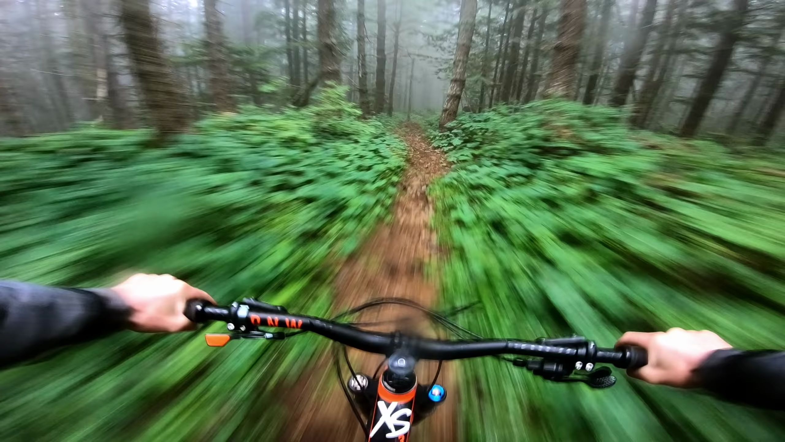 在迷雾森林中骑行