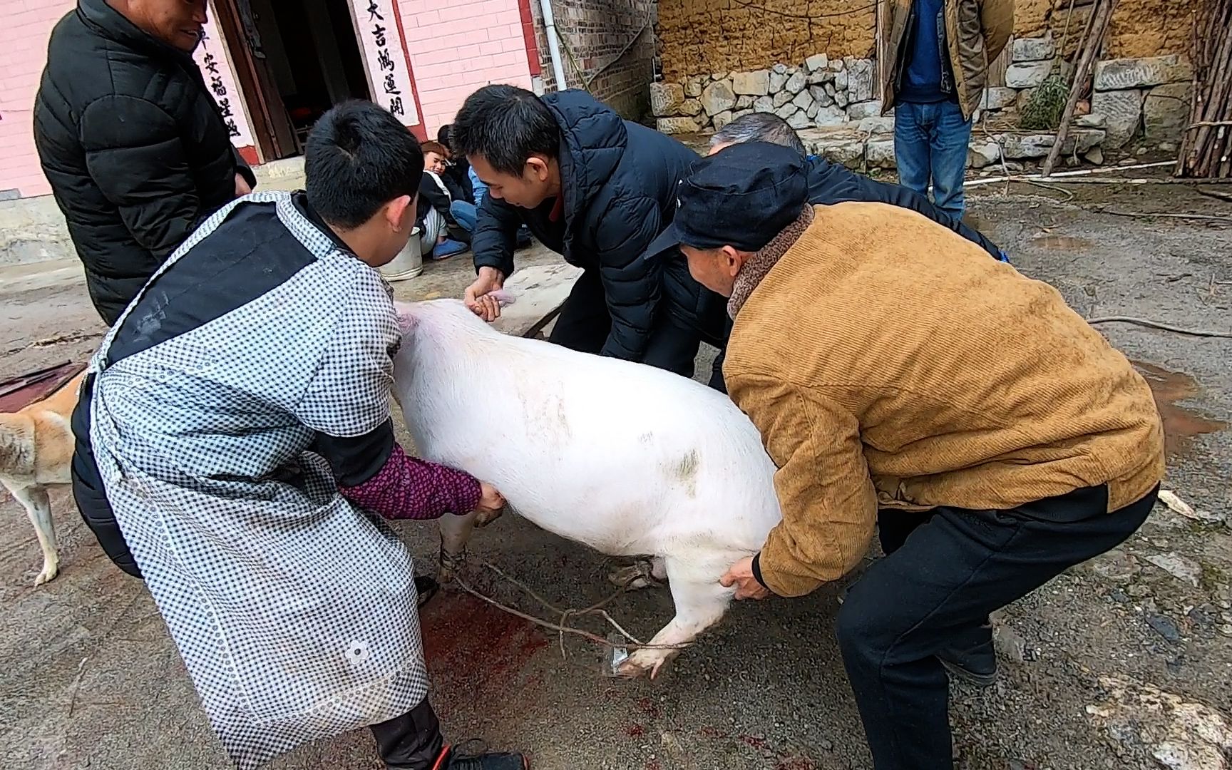 [图]快过年了我们村家家户户开始杀年猪了，人高兴了但猪死活不肯上路