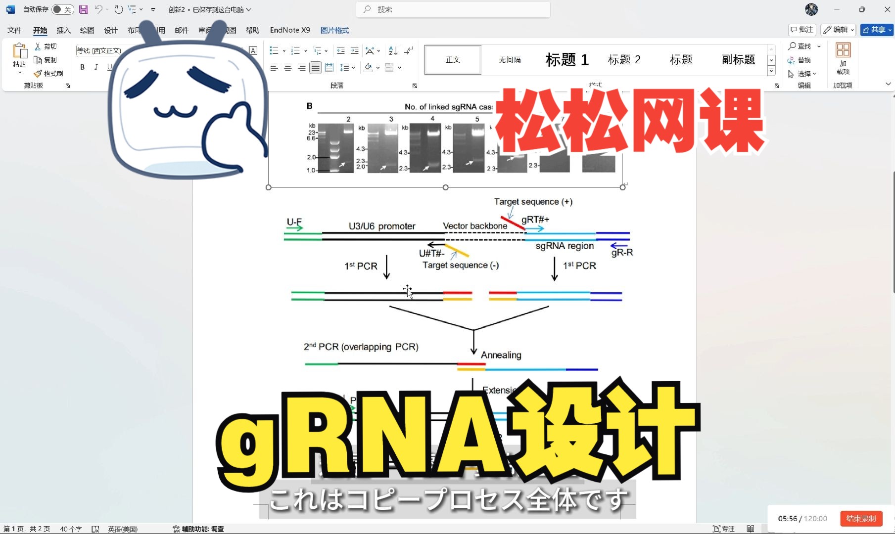 设计CRISPR基因编辑的gRNA/Golden gate或Gibson方法构建多重gRNA表达载体哔哩哔哩bilibili