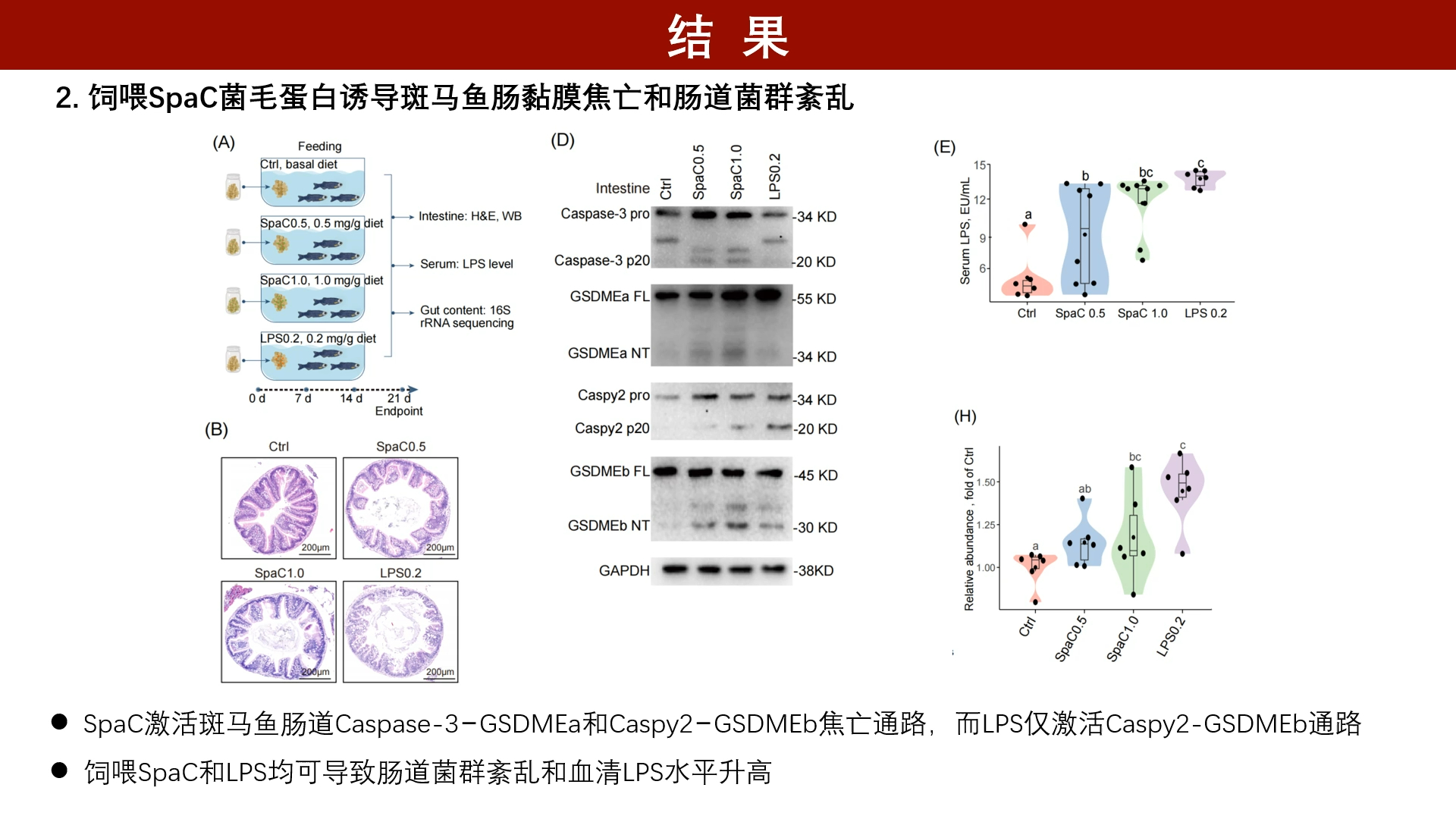 iMeta | 中国农业科学院饲料研究所周志刚组研究鼠李糖乳杆菌LGG致损斑马鱼肠道的机制哔哩哔哩bilibili