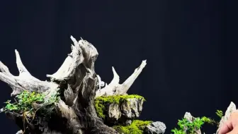 山上捡了个烂木头，做成这样的微景观你喜欢吗