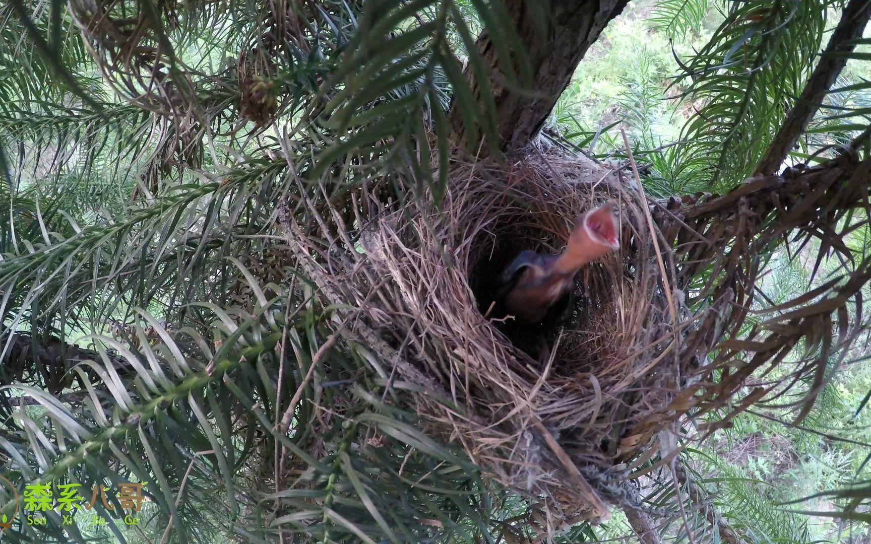 领雀嘴鹎:巢里只有一只黑色小鸟,会不会是杜鹃鸟呢?