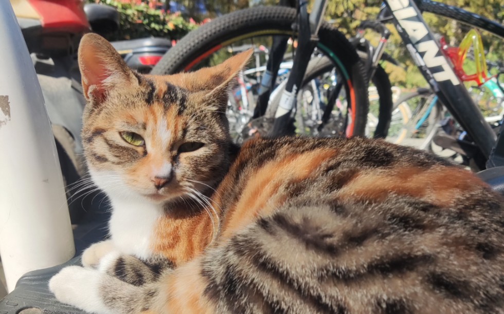 貌美如花的小彩狸