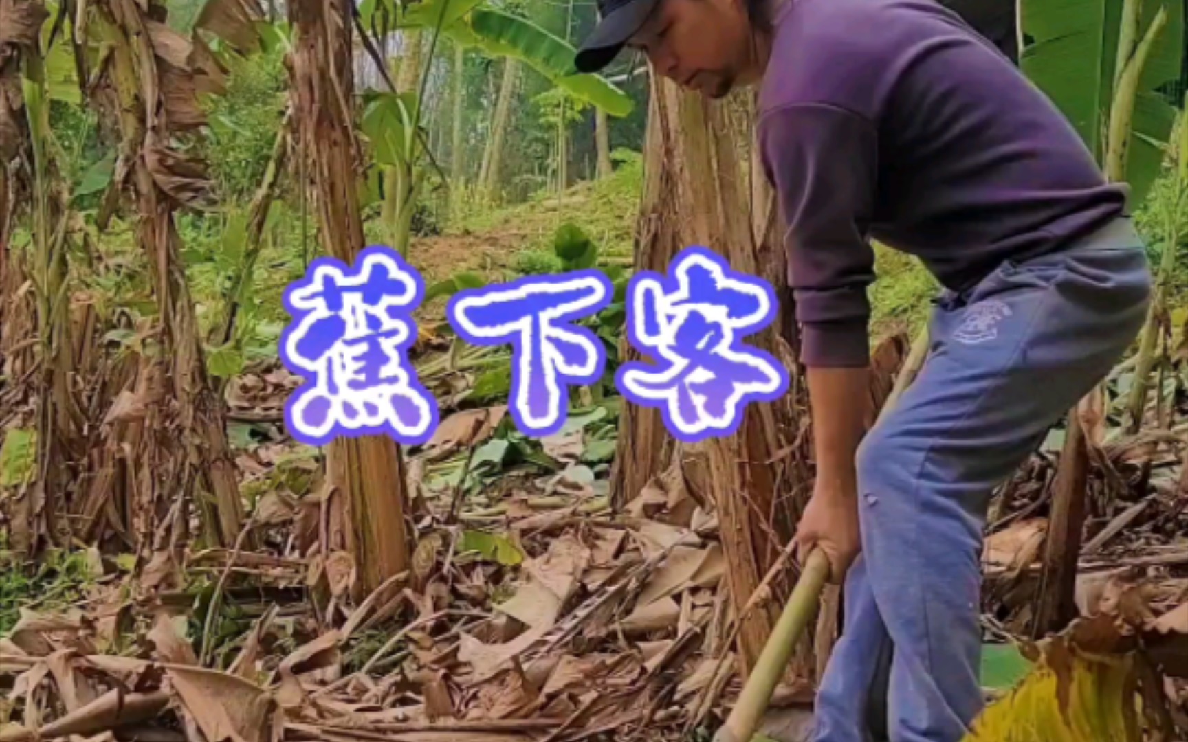 芭蕉树是果园里的一道风景线,必须清理掉一部分枝干今年才会有好收成!哔哩哔哩bilibili