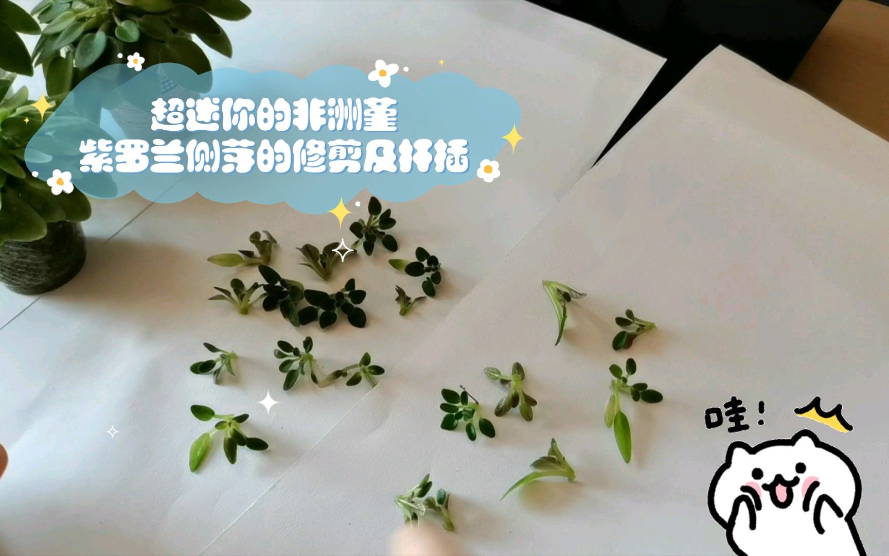 超迷你非洲堇紫罗兰侧芽的修剪及扦插哔哩哔哩bilibili