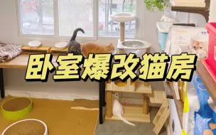 Download Video: 小户型猫房真不花钱‼花1000把卧室改成猫房