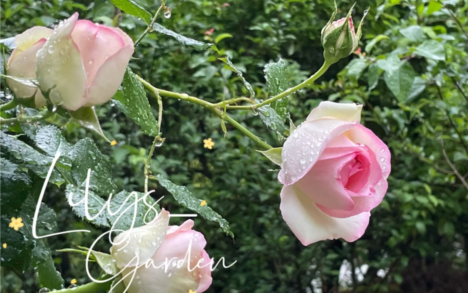 月季·粉龙·雨
