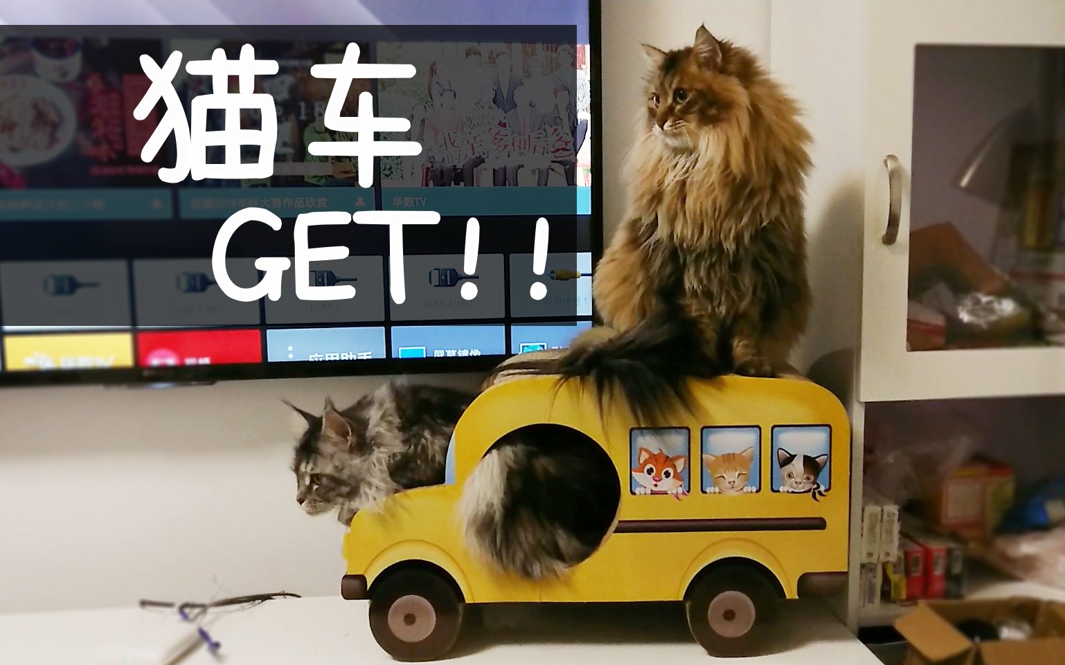 缅因猫车抓板get从此以后也是有车的猫啦