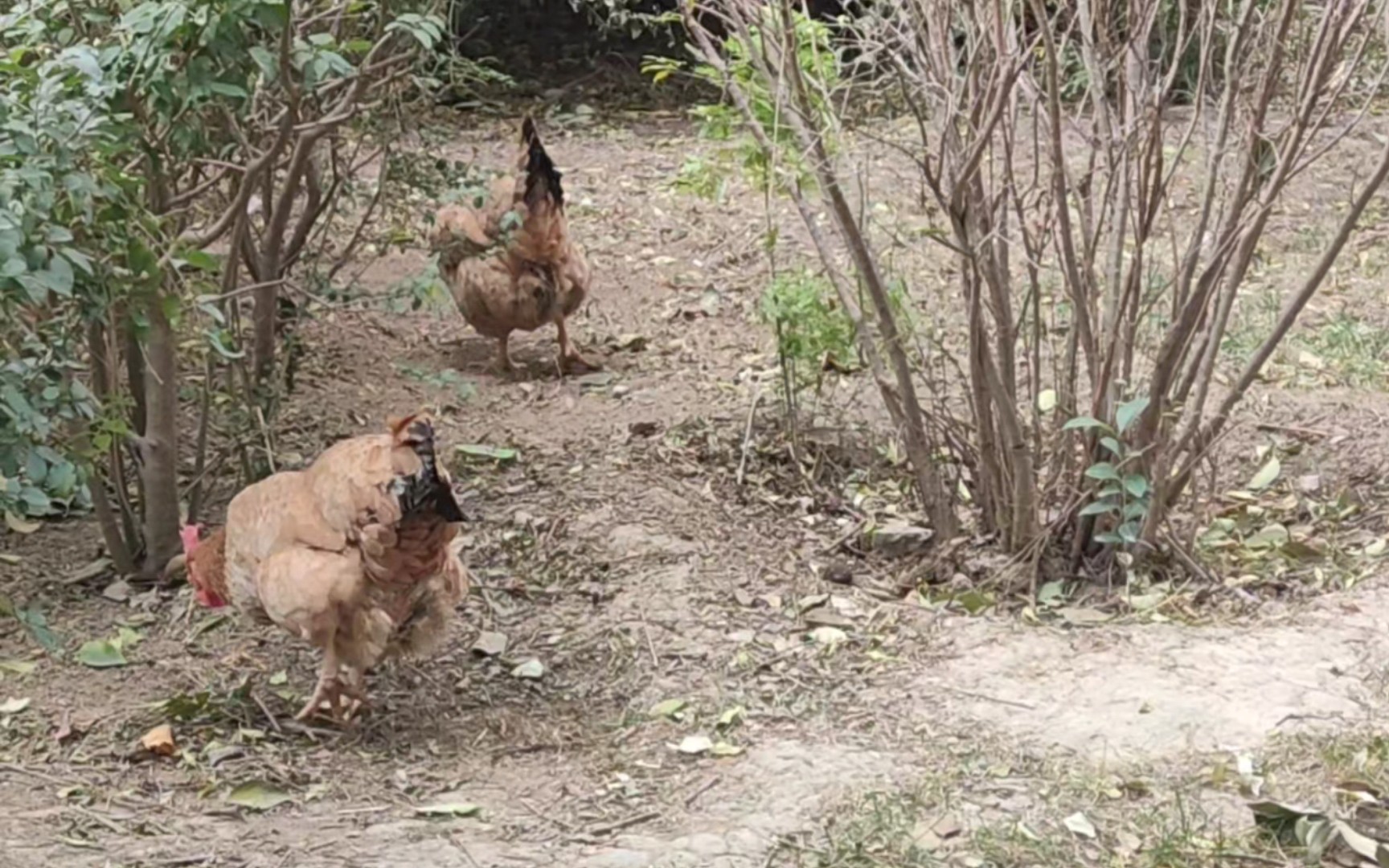 对比我家三只臭鸡可怜兮兮