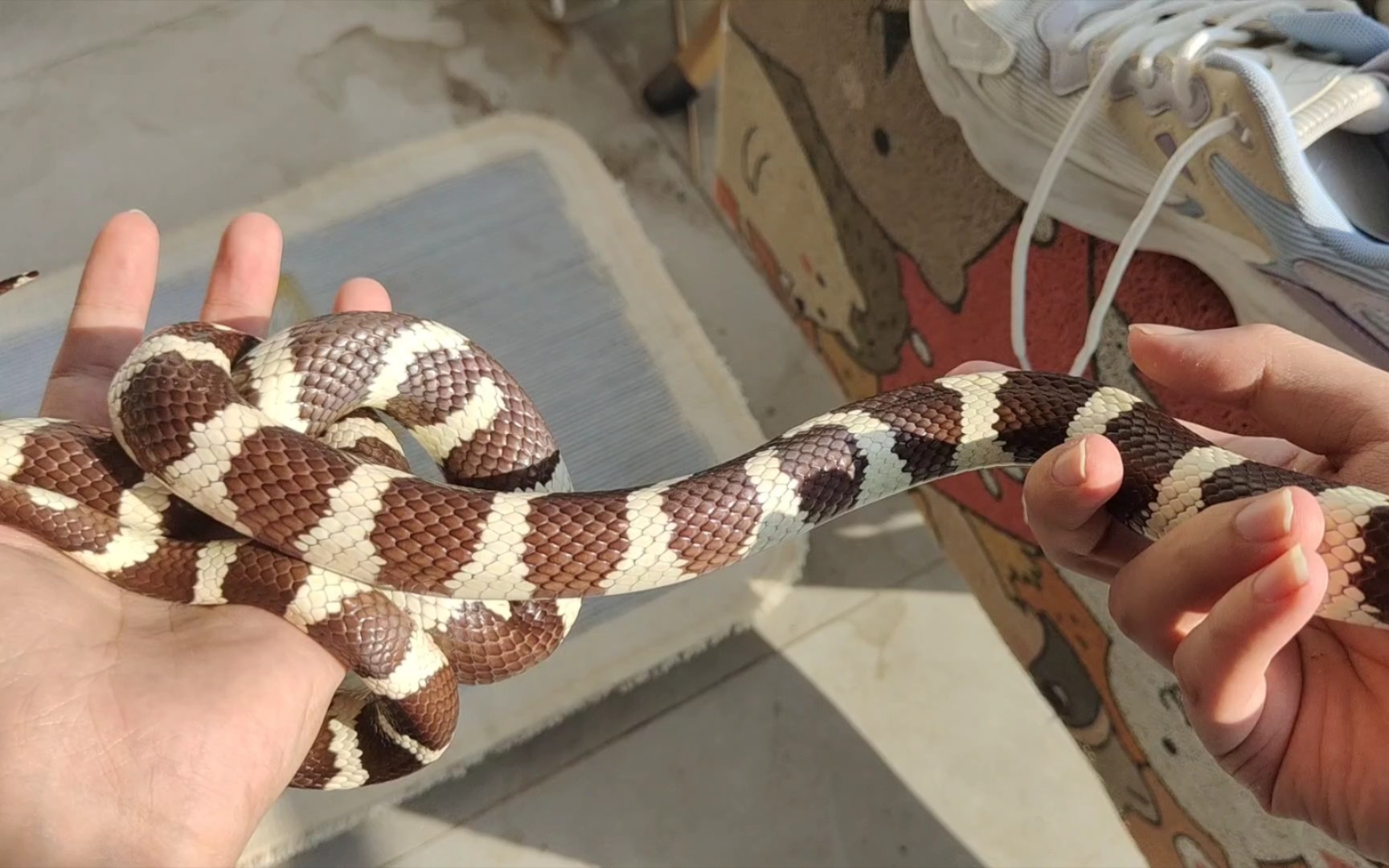 阳光下的【加州王蛇】,黑白配色迷人且霸气