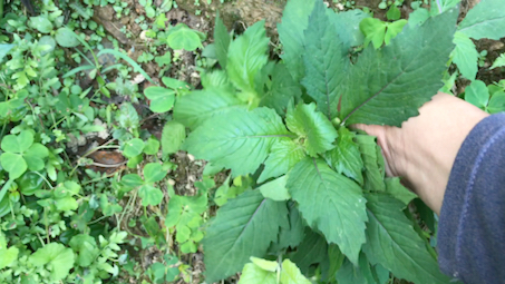 草药尿酸草图片图片