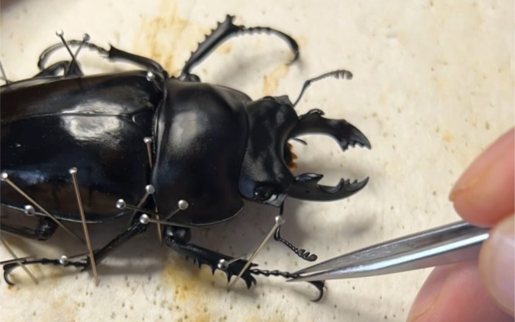 龙牙大圆翅锹甲标本制作