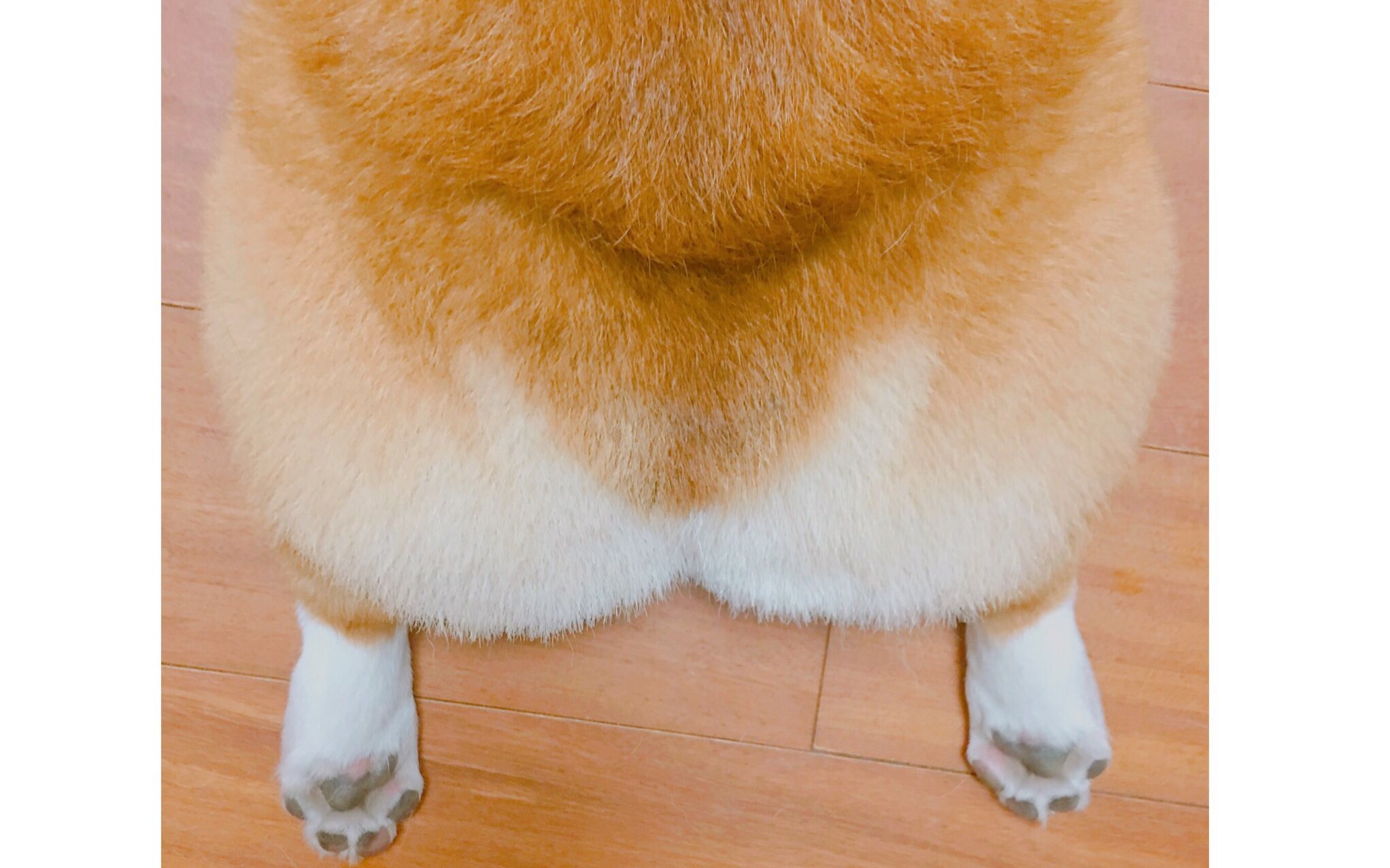 【柯基】铲屎官视角的日常沉迷电臀【腿短毛多屁股大】seve_哔哩哔哩