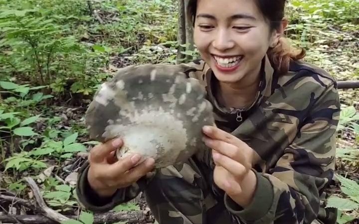 【长白山】今天在森林里采山,发现一颗枯死的桦树上长了白灵芝哔哩哔哩bilibili