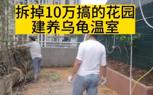 Download Video: 投资100万养乌龟第一期工程，拆掉10万元搞得花园准备建温室。#养龟日常 #养龟日记 #蛋龟窄桥龟，剃刀龟，