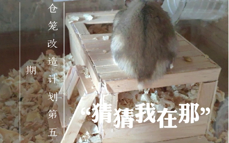 仓鼠笼改造计划第五期:教你DIY自制三用仓鼠窝哔哩哔哩bilibili