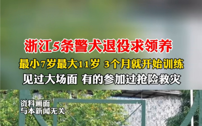 1月16日报道 浙江杭州 武警浙江总队首次向社会公开招募人员领养退役警犬. #浙江5条警犬退役求领养哔哩哔哩bilibili