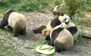 Скачать видео: 【大熊猫花叶生日会现场】玥玥跟花花玩贴贴～生日蛋糕轮值到了艾玖手上～玖玖打喷嚏的样子太可爱了😉