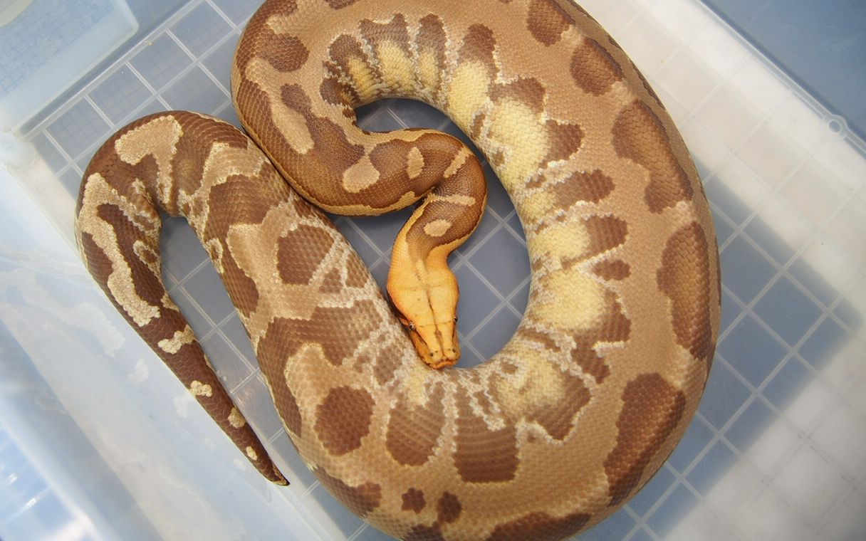 t 白化苏门答腊血蟒