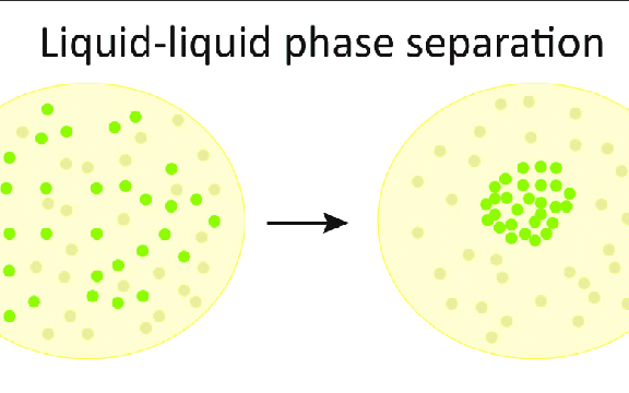 [图]细胞的相分离Phase Separation in Cells