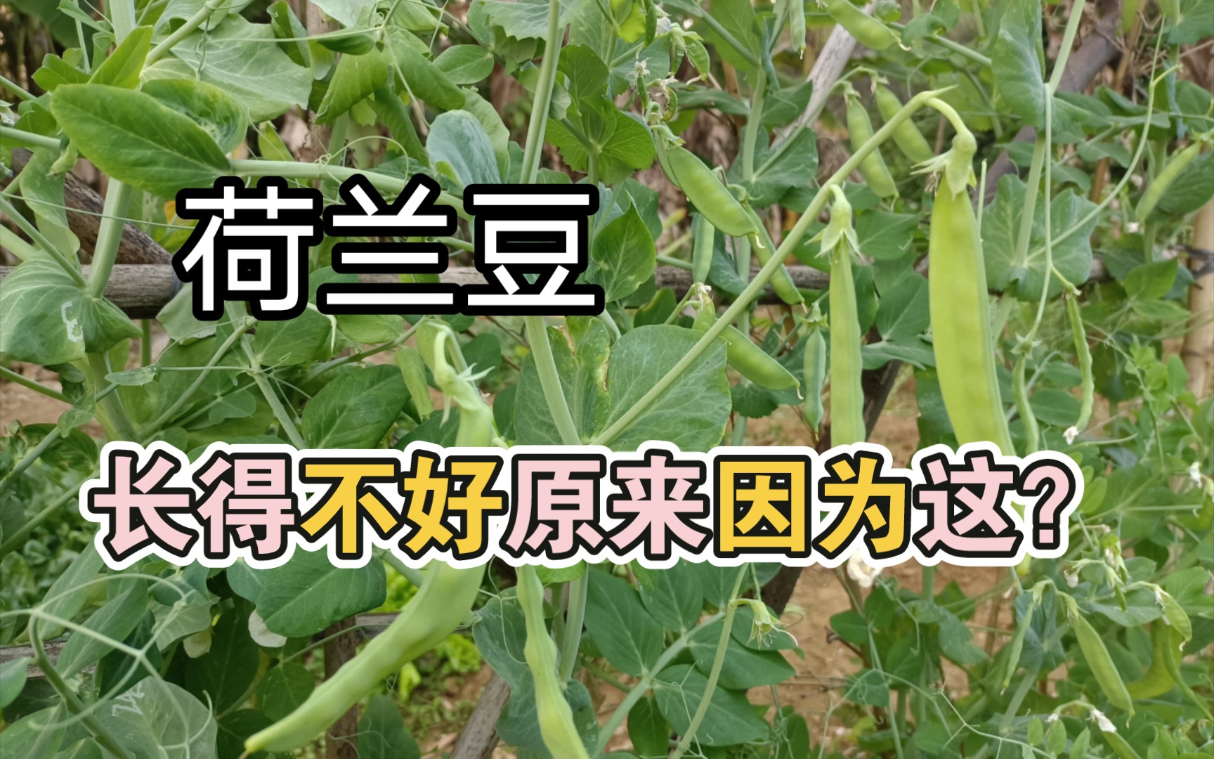 [图]种植日记:荷兰豆长得不好原来因为这？