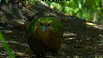 鸟界中的二哈：鸮鹦鹉