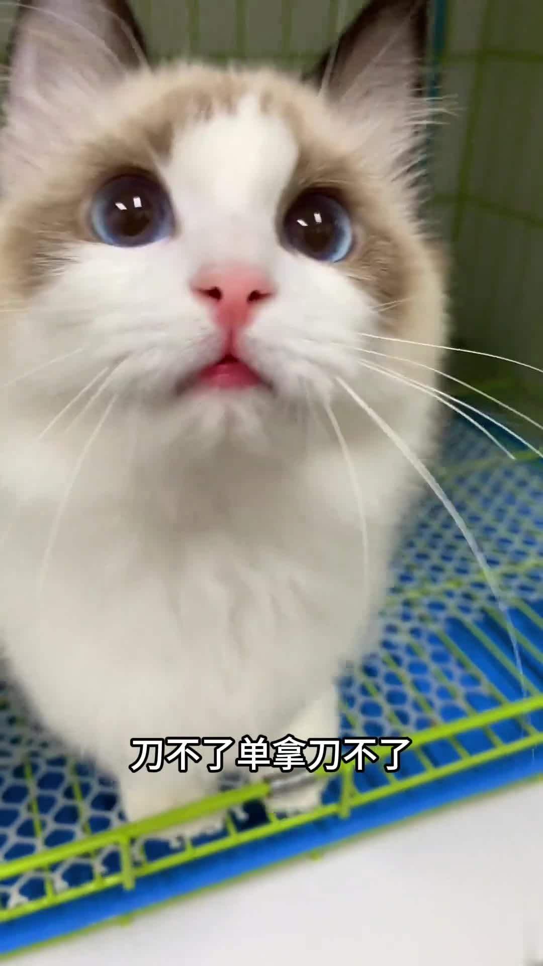 新手养猫苏州宠物市场在哪里哔哩哔哩bilibili