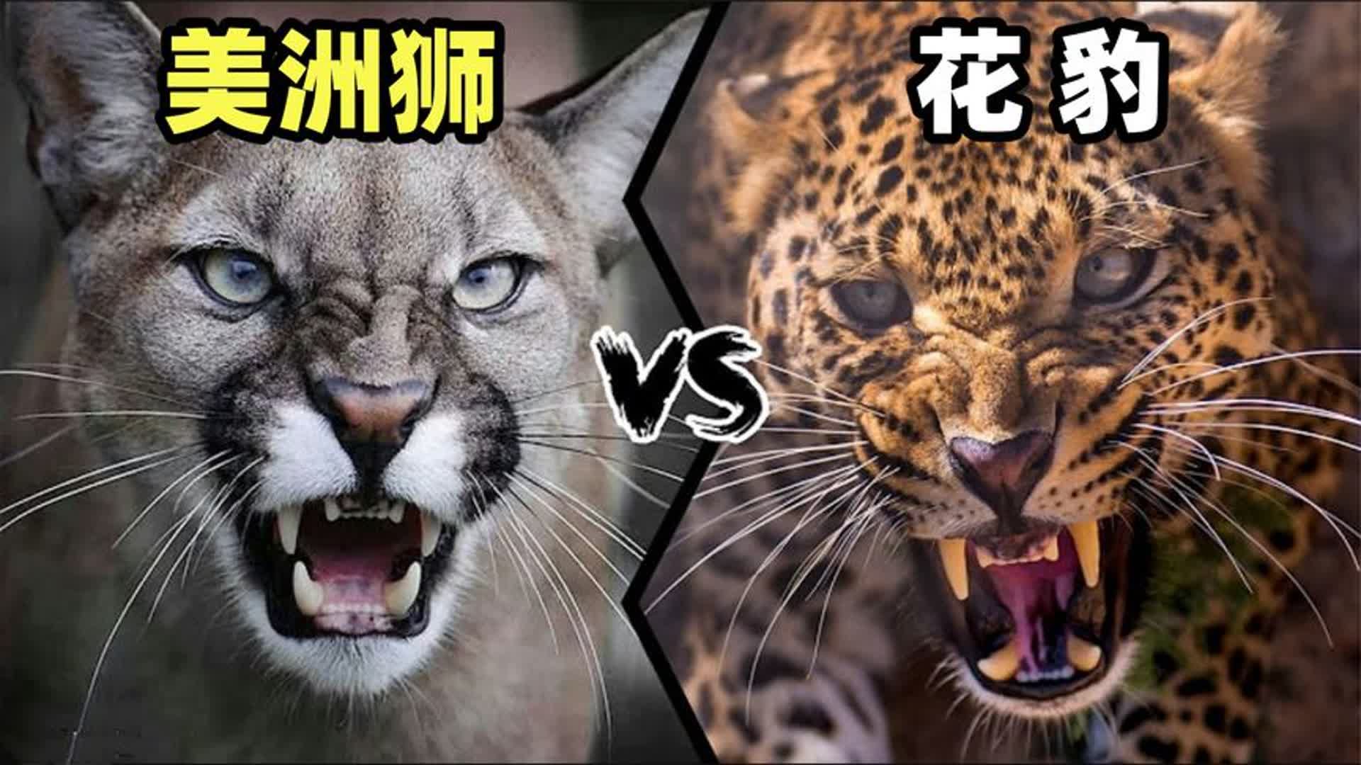 非洲狮vs美洲豹图片