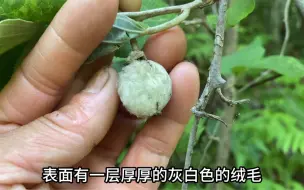 Video herunterladen: 这种植物全株都是宝，特别是果实和根茎，有着非常好的药用价值