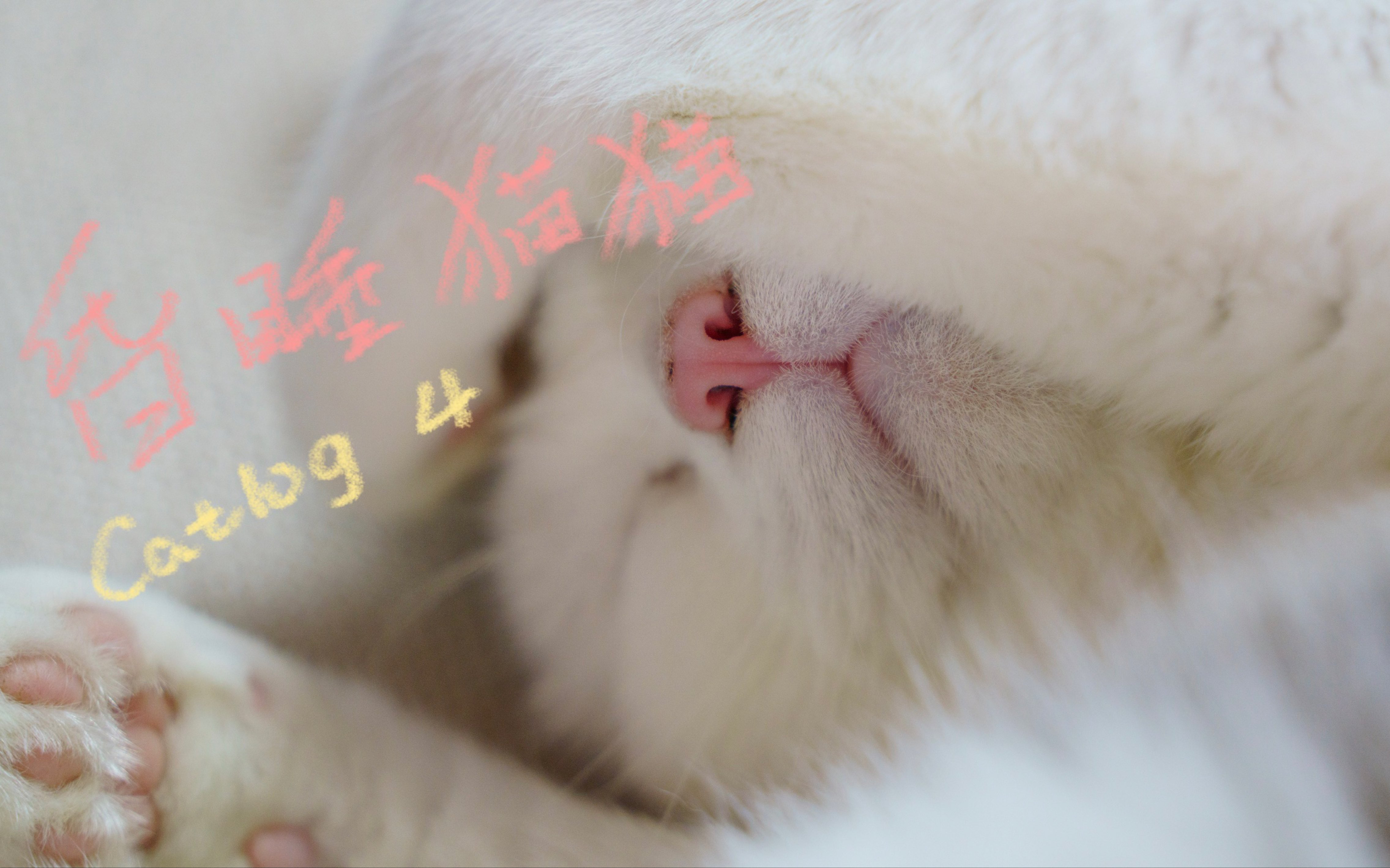 Catlog4 昏睡猫猫哔哩哔哩bilibili