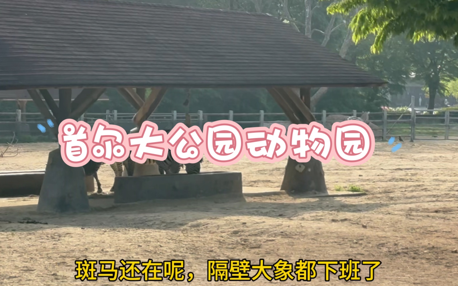 韩国|首尔大公园动物园