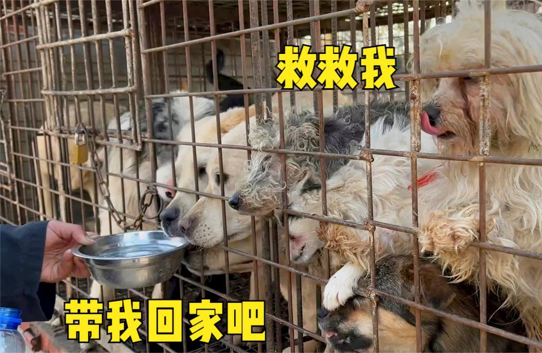几十只即将被宰杀的狗狗,双眼含泪满脸绝望,嗷嗷直叫太可怜了