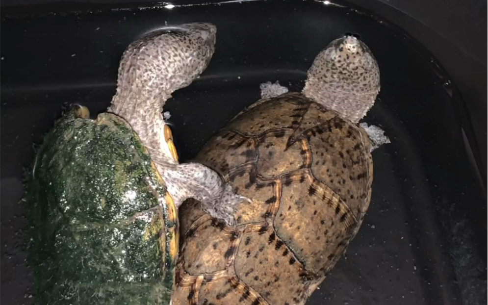 巨头蛋龟～小绿选妻