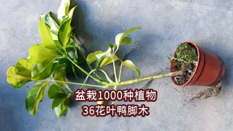 Download Video: 盆栽1000种植物｜36 花叶鸭脚木