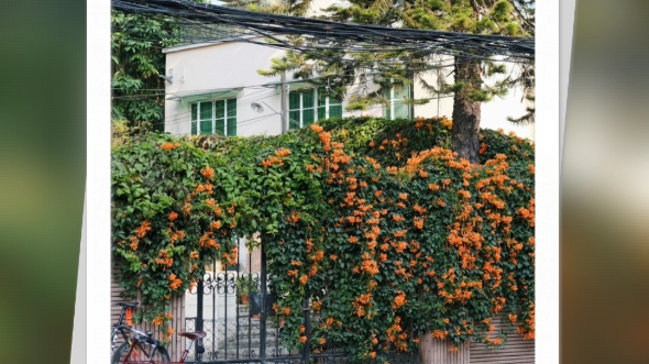 黄花风铃木和木棉花图片