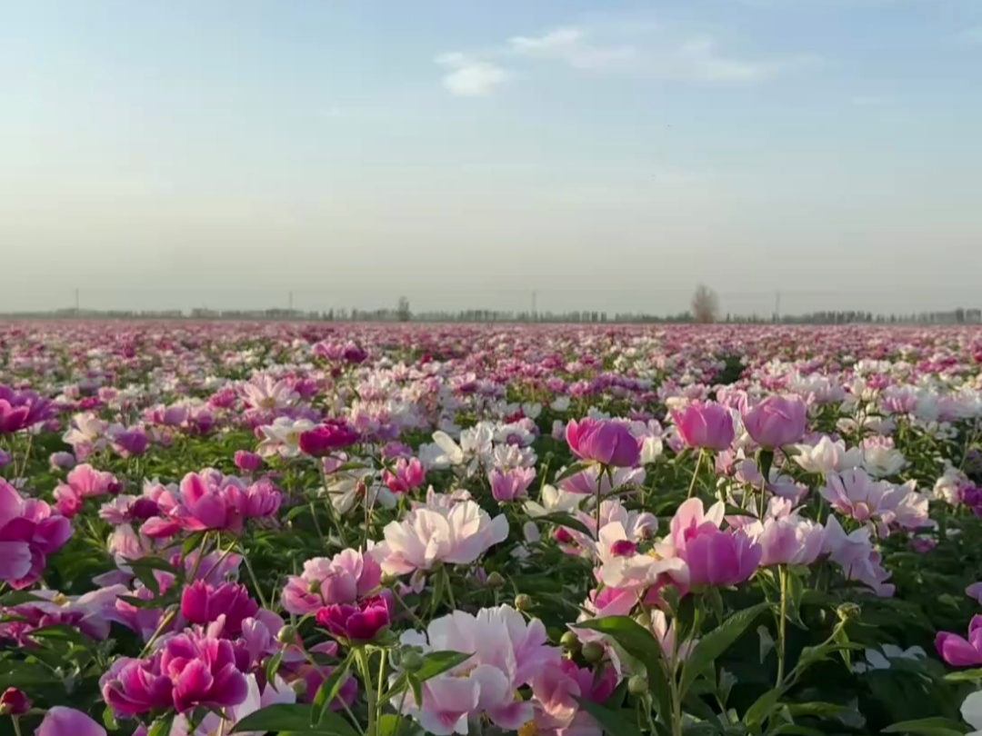 金堂芍药花基地门票图片