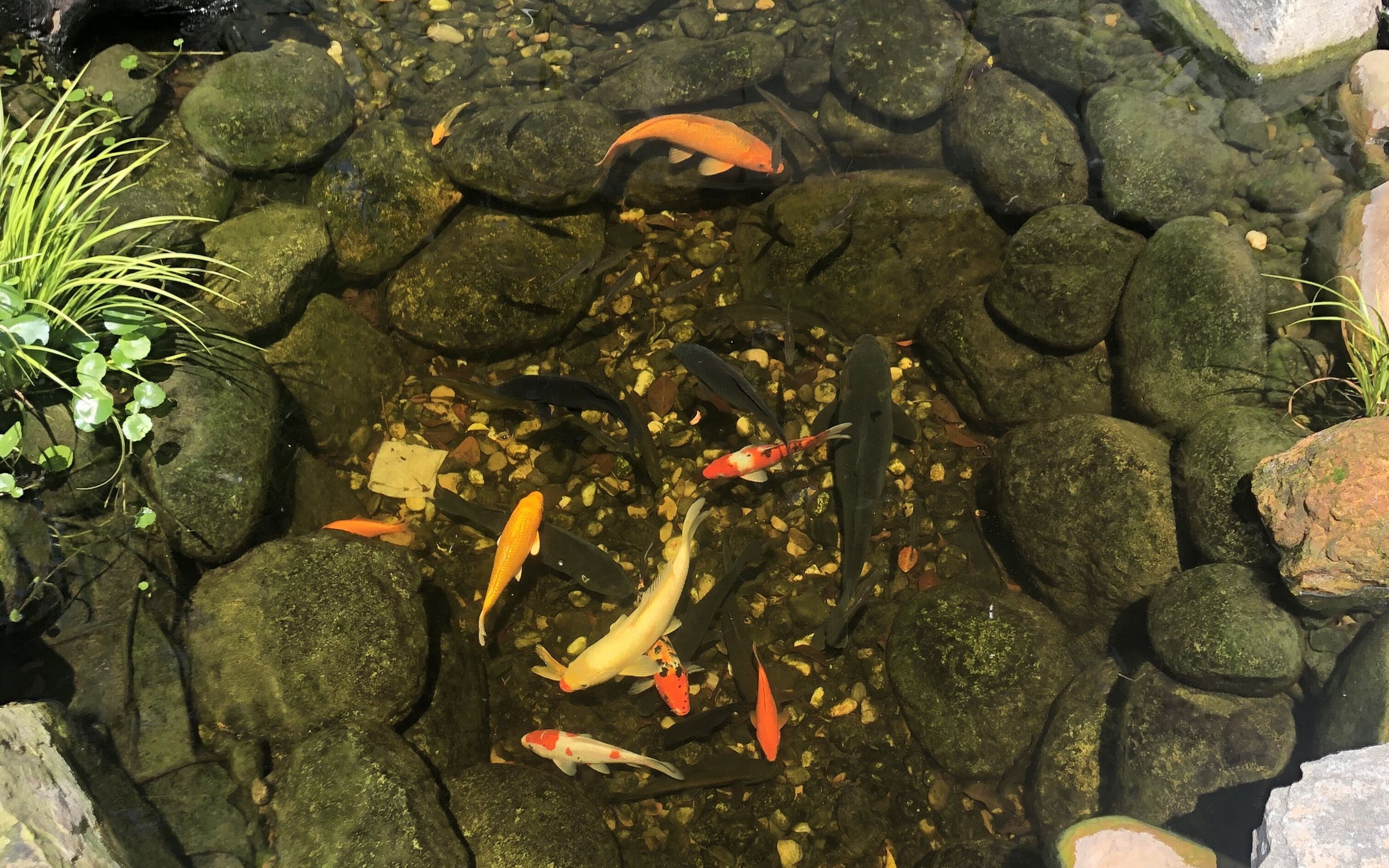 原生鱼池的沼泽过滤(详细版)